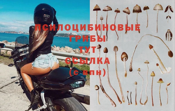 стаф Алзамай